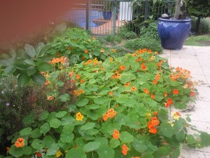 nasturtiums growing path