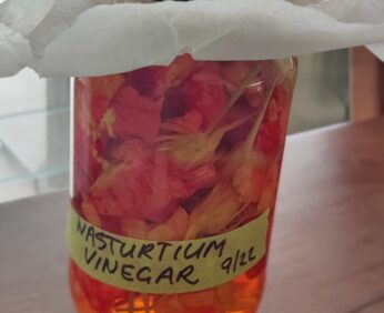 Nasturtium flowers in vinegar